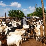 La restriction des exportations de bétail au Burkina Faso : un arbitrage social aux lourdes conséquences économiques