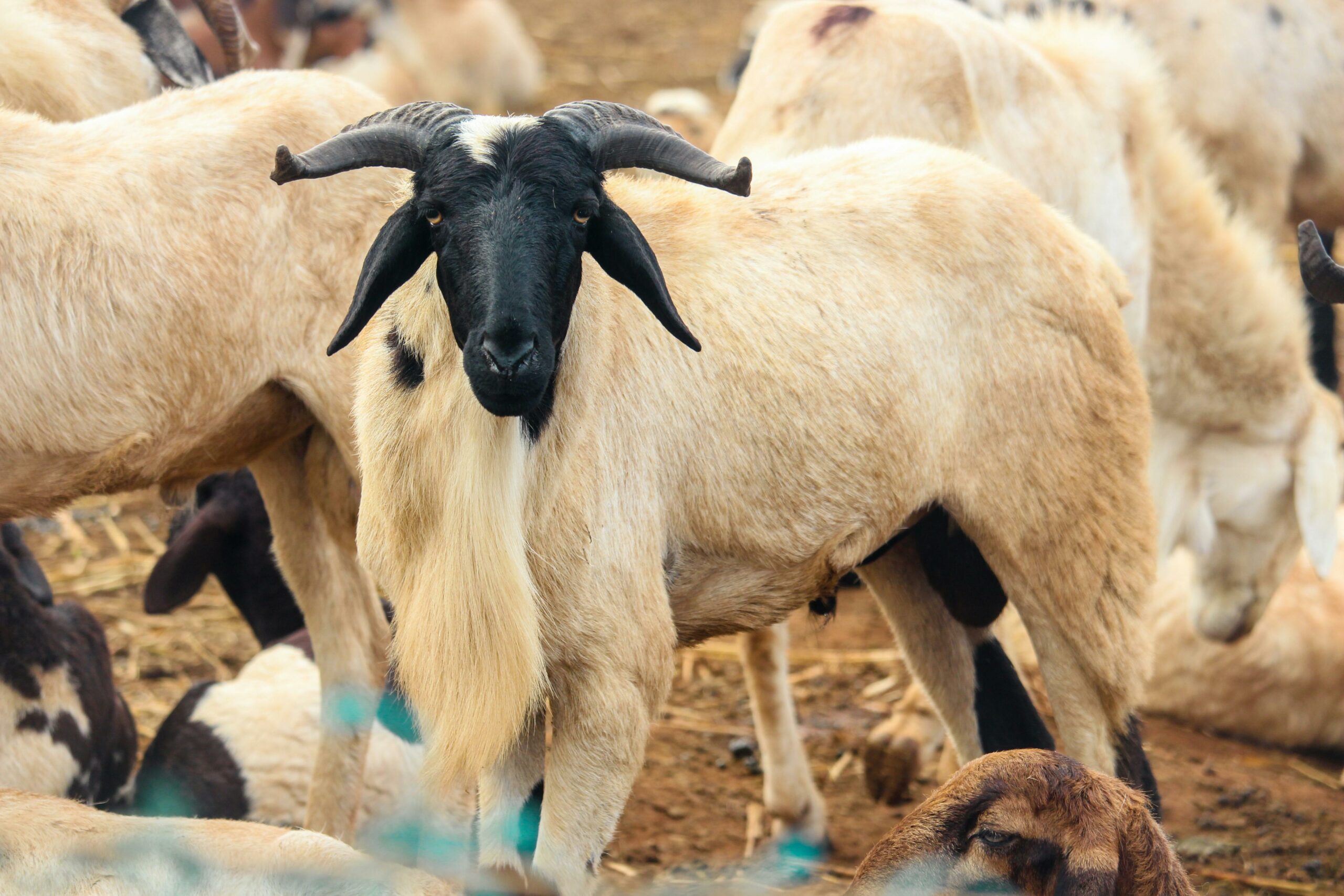 Tabaski au Sénégal : quand le prix du mouton plonge les ménages dans le surendettement