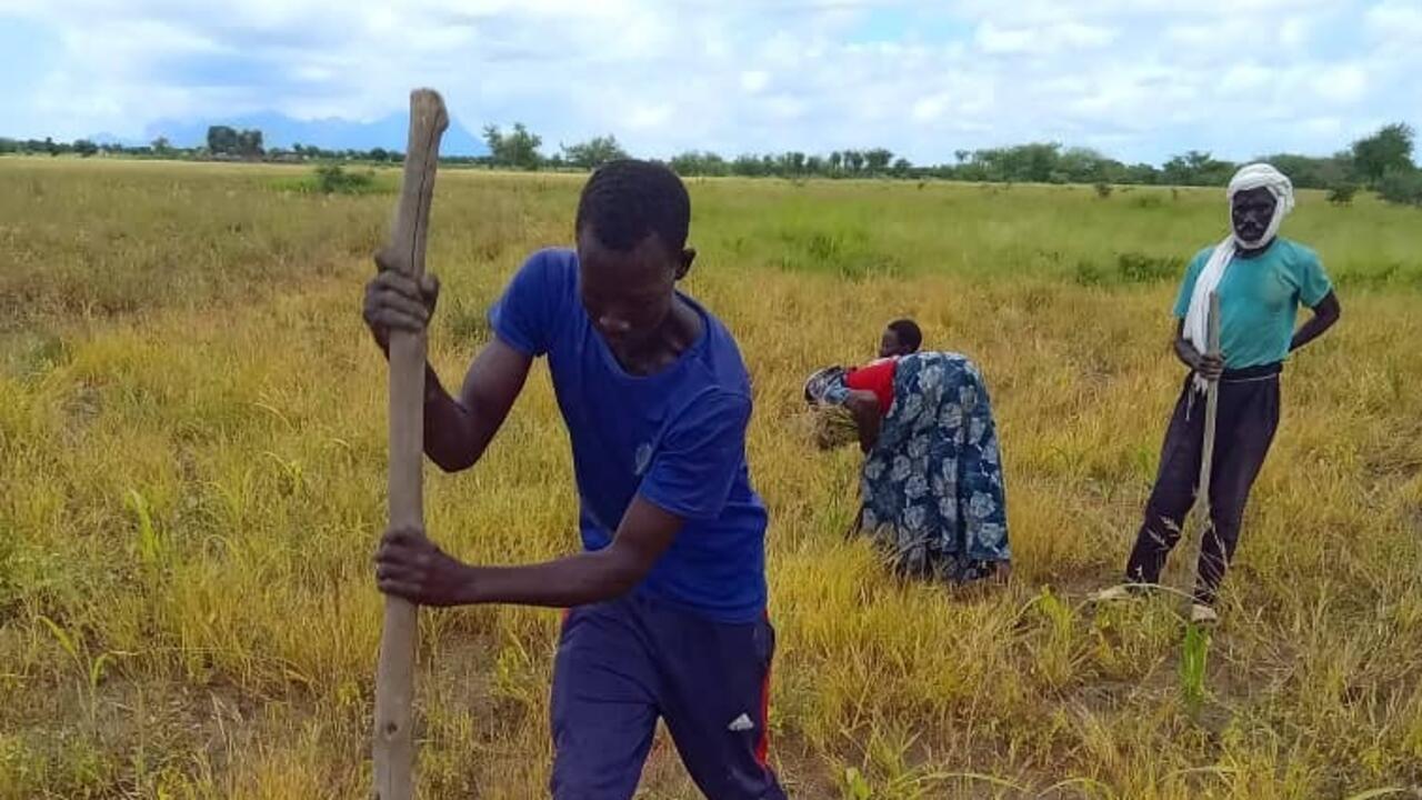 Tchad : les champs écoles paysans, une clé pour la sécurité alimentaire