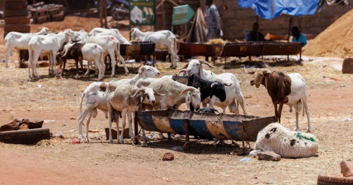 Crise et résilience : la fête de la Tabaski à Bamako marquée par le blocus routier au Mali