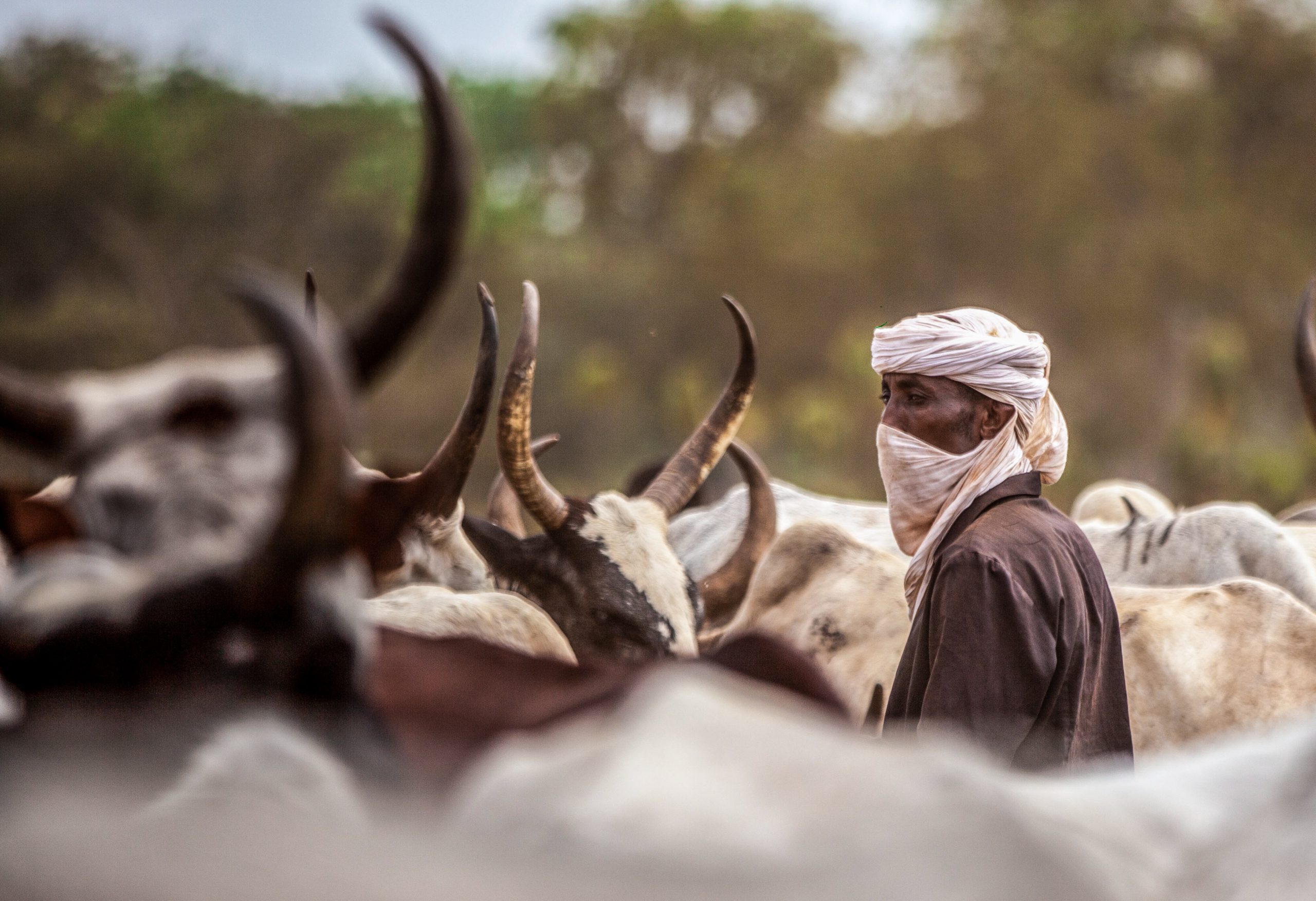 Tchad : l&rsquo;échec des autorités face aux violences entre éleveurs et agriculteurs exacerbées par le climat