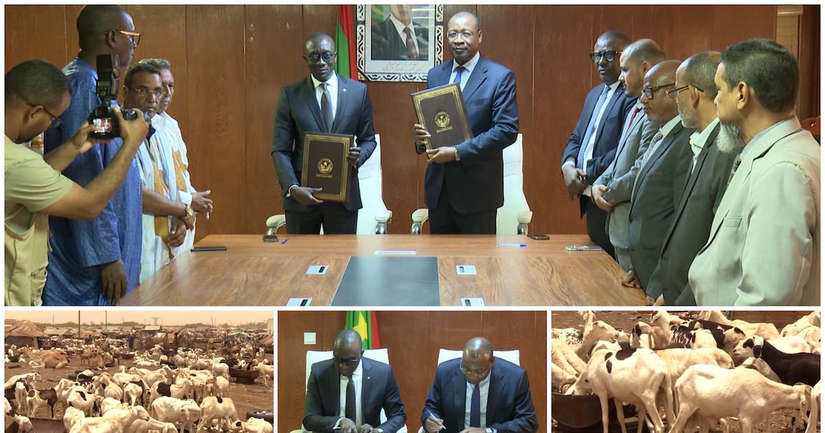 Approvisionnement de la Tabaski : la Mauritanie mobilise 450 000 béliers pour le marché sénégalais