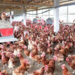 Souveraineté alimentaire au Gabon : des champions locaux oubliés ?