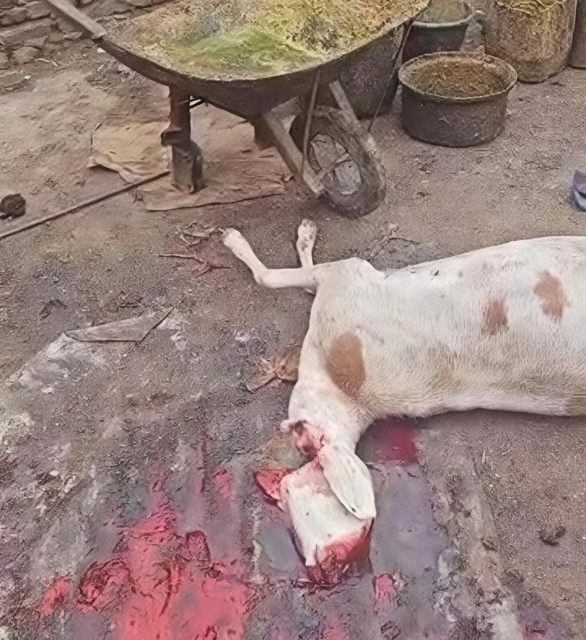 Tchad : un abattoir clandestin fermé à Abéché