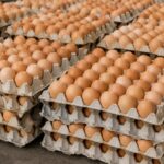 Prix des œufs au Burkina Faso : comment le plafonnement étouffe les producteurs