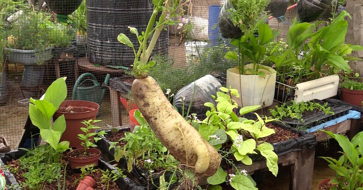 Circuits courts à Bamako : quand l&rsquo;agroécologie redéfinit les marchés
