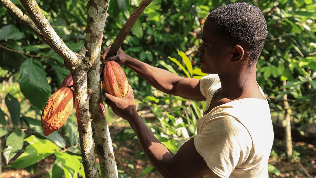 Cameroun : les producteurs de cacao en quête de revenus stables