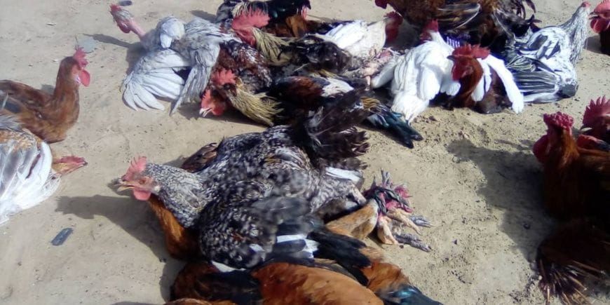 Marché de volailles à Ati, Tchad