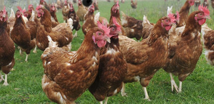Poulet : ce que la décision gabonaise change concrètement pour les ménages, les éleveurs et l&rsquo;économie