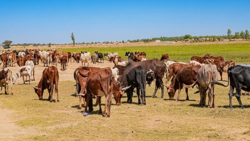 Mali : l&rsquo;état brise le levier économique du bétail et déclenche une crise sans précédent